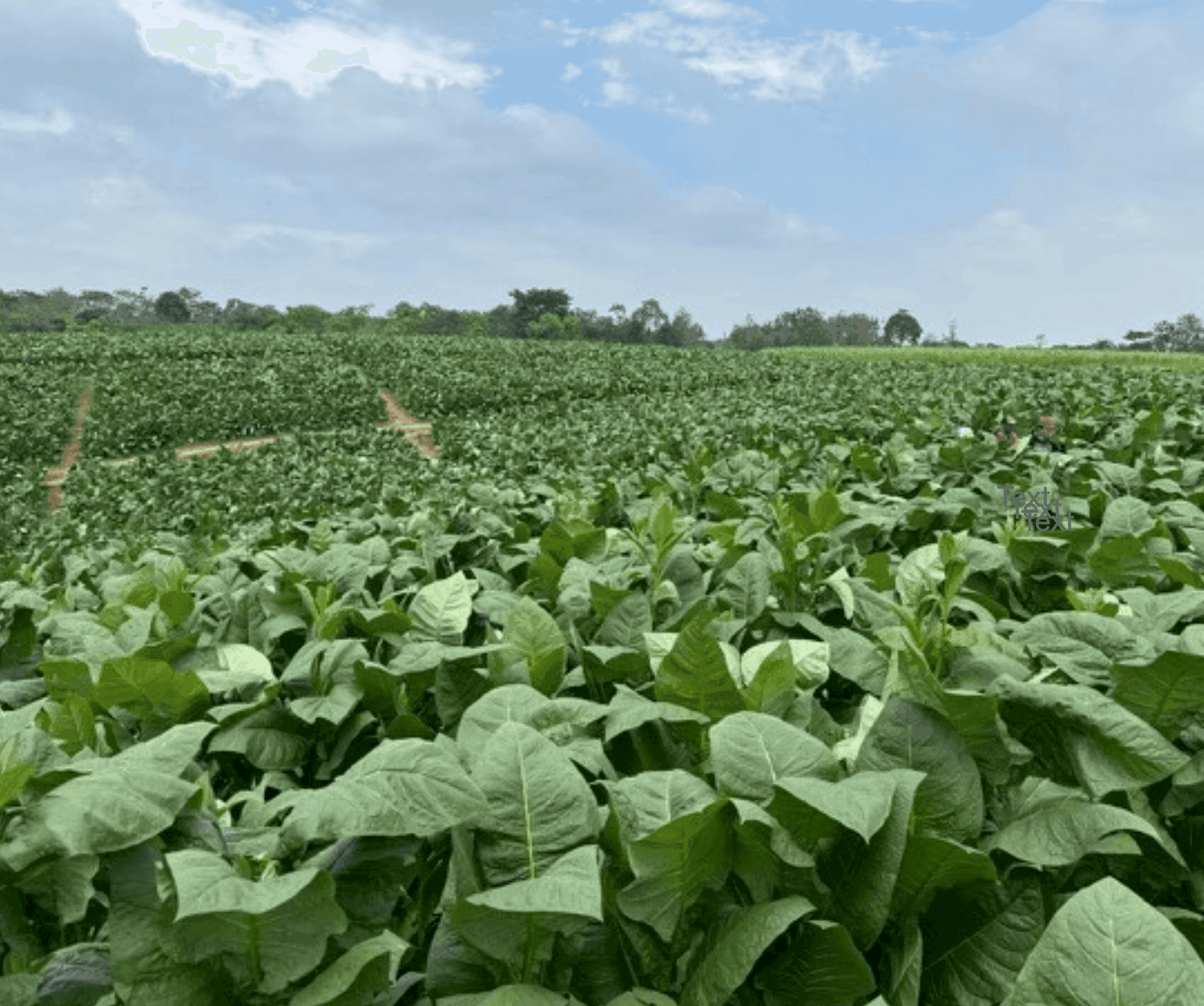 Tobacco field in the Dominican Republic